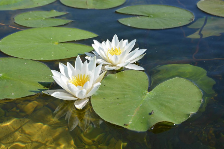 Flower on the Lily Pad