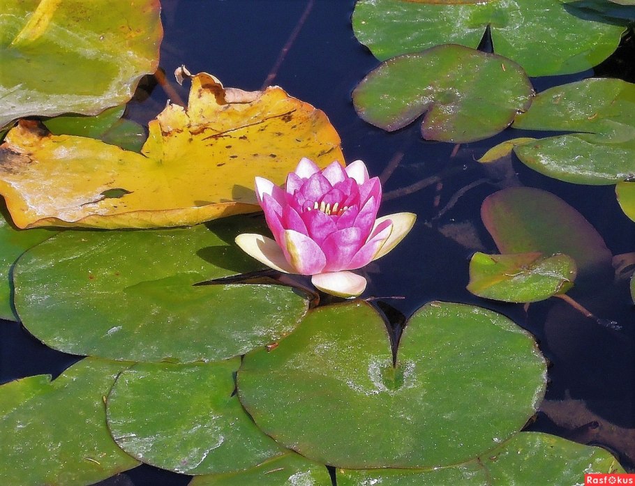 Нимфей Эгерии