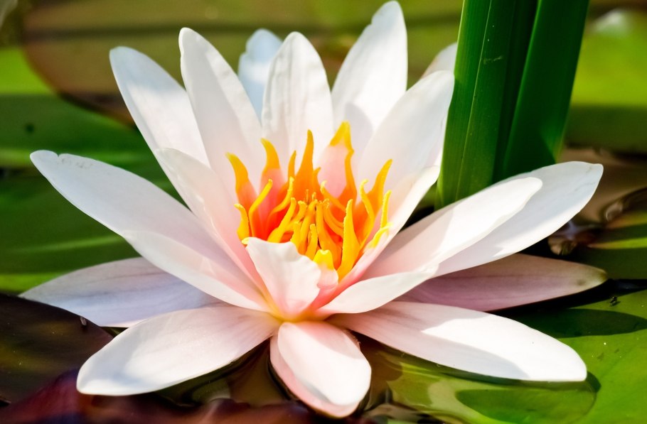 Оделия Лотос