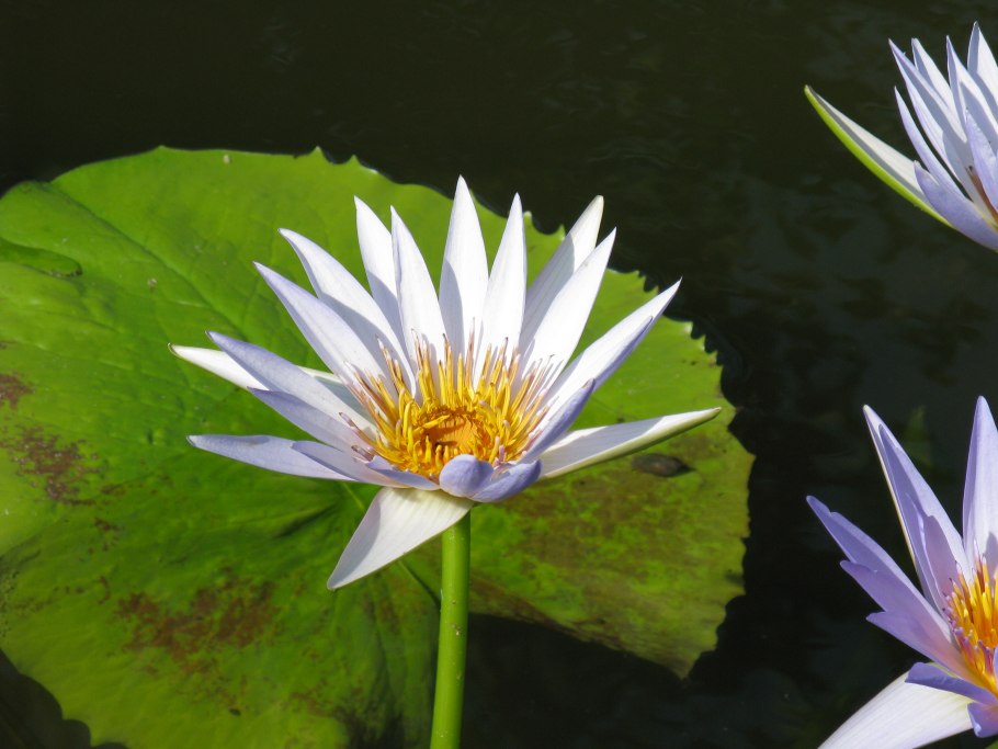 Белый Лотос Оливия