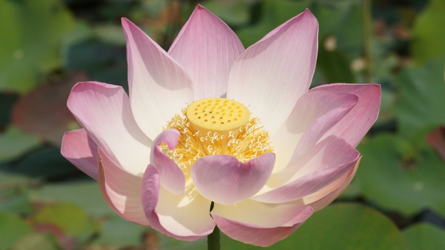 Орехоносный лотос