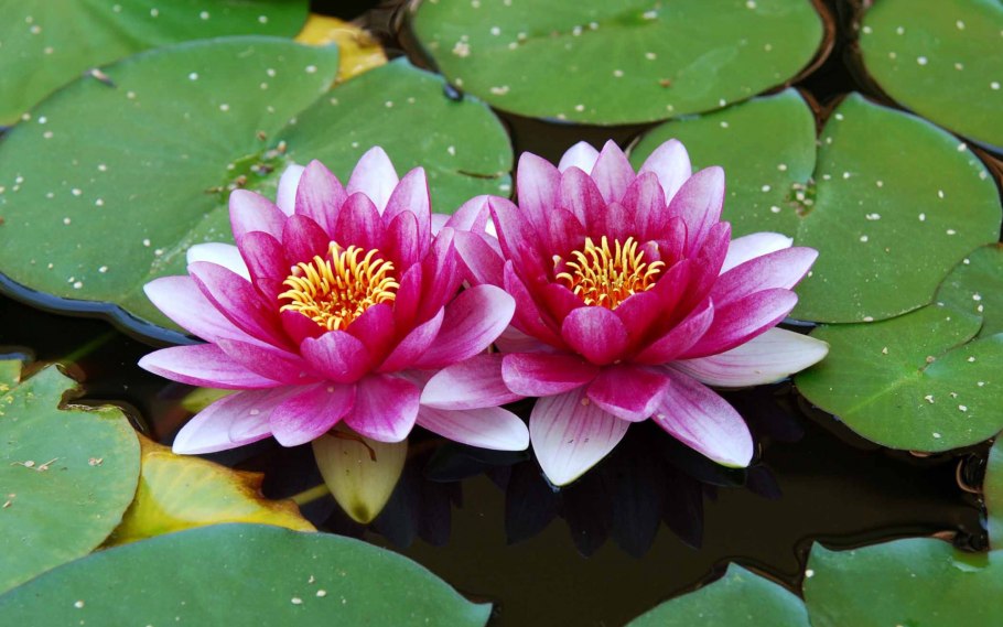 Кувшинка мелкоцветковая