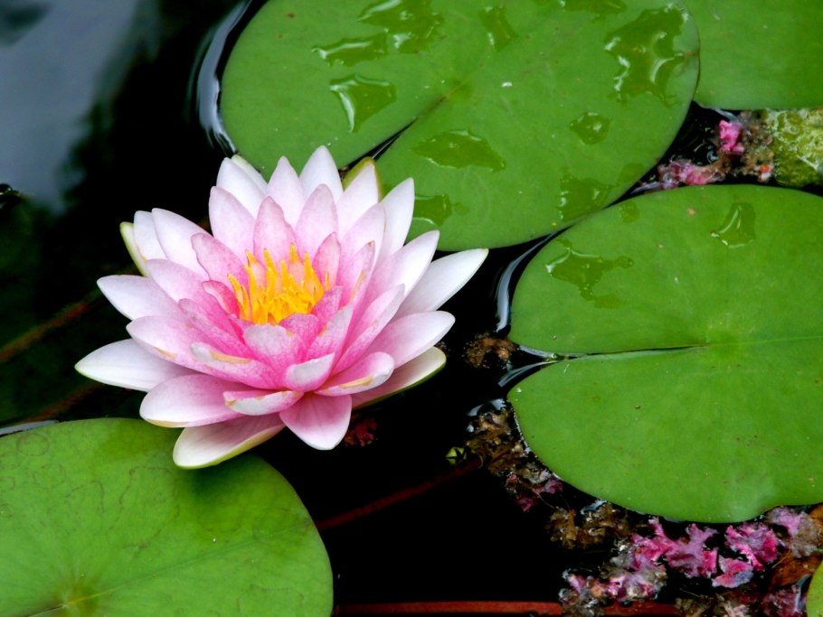 Цветок лилии Lilypad