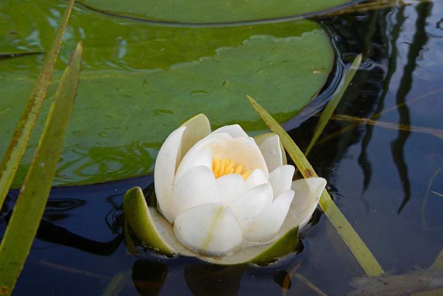 Кувшинка белая корень