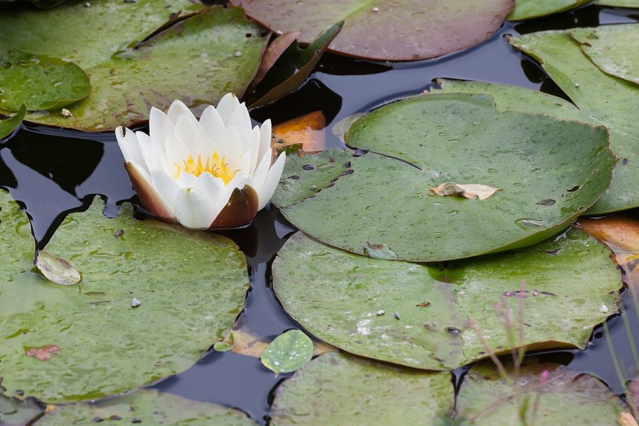 Кувшинка белая Лотос белый