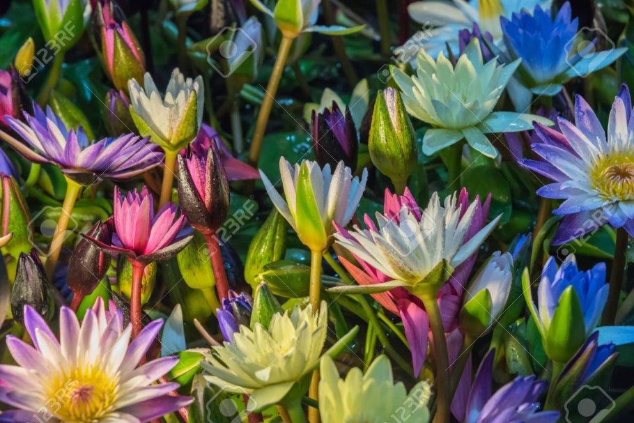 Голубой лотос нимфея