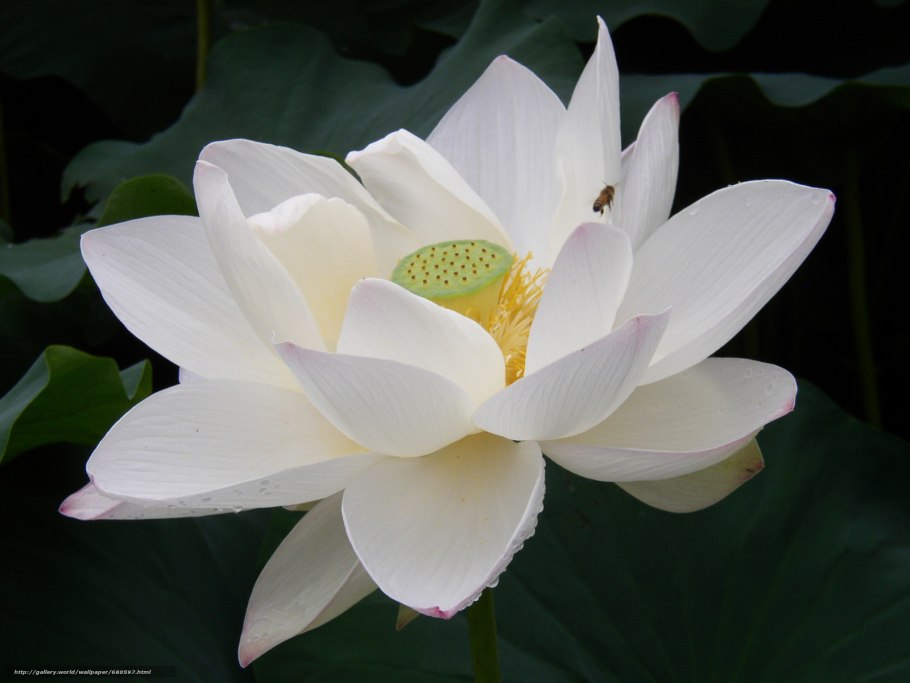 Кувшинка чисто белая