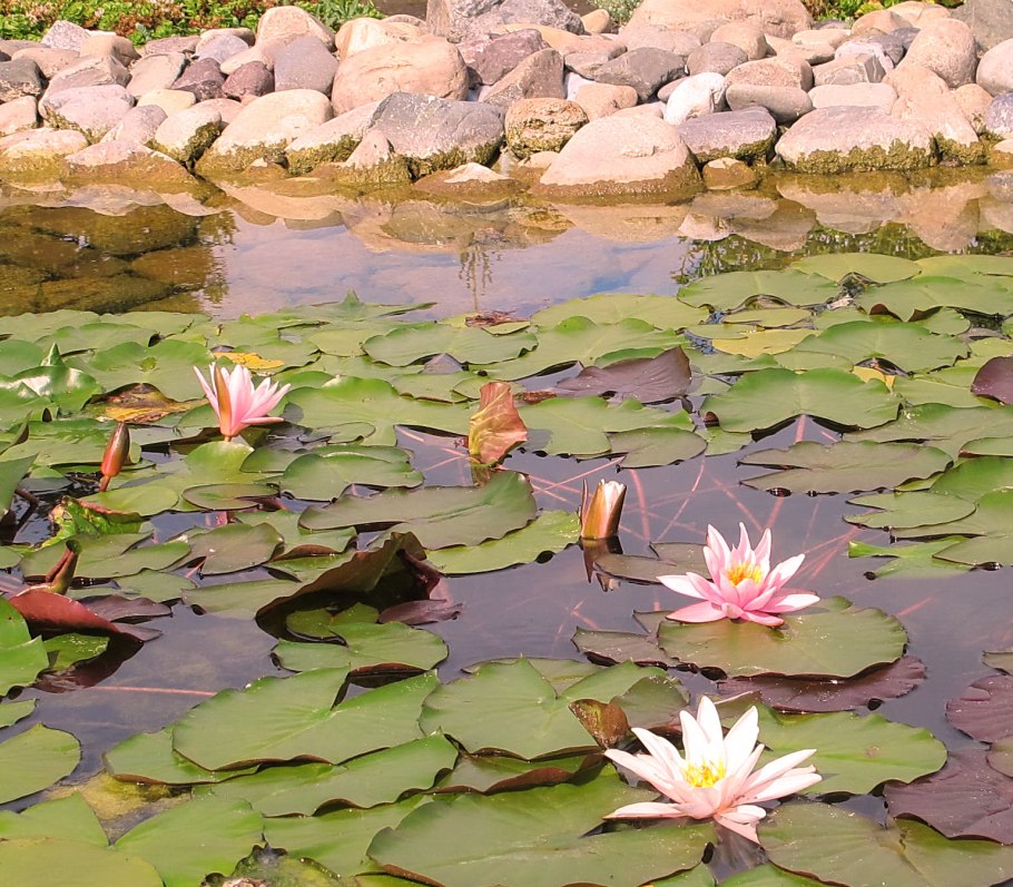 Кувшинки Наро-Фоминск