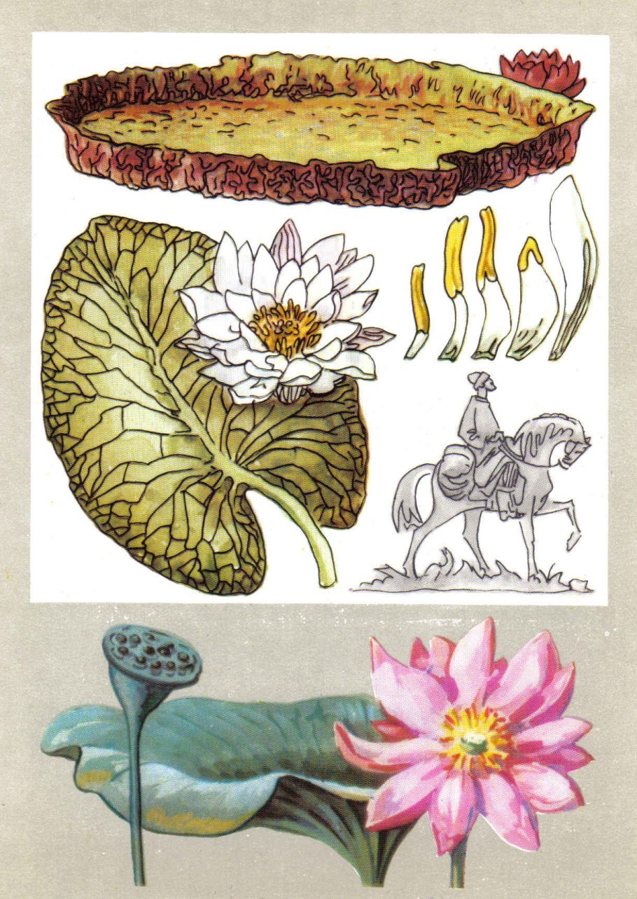 Кувшинка белая Nymphaea Alba l.