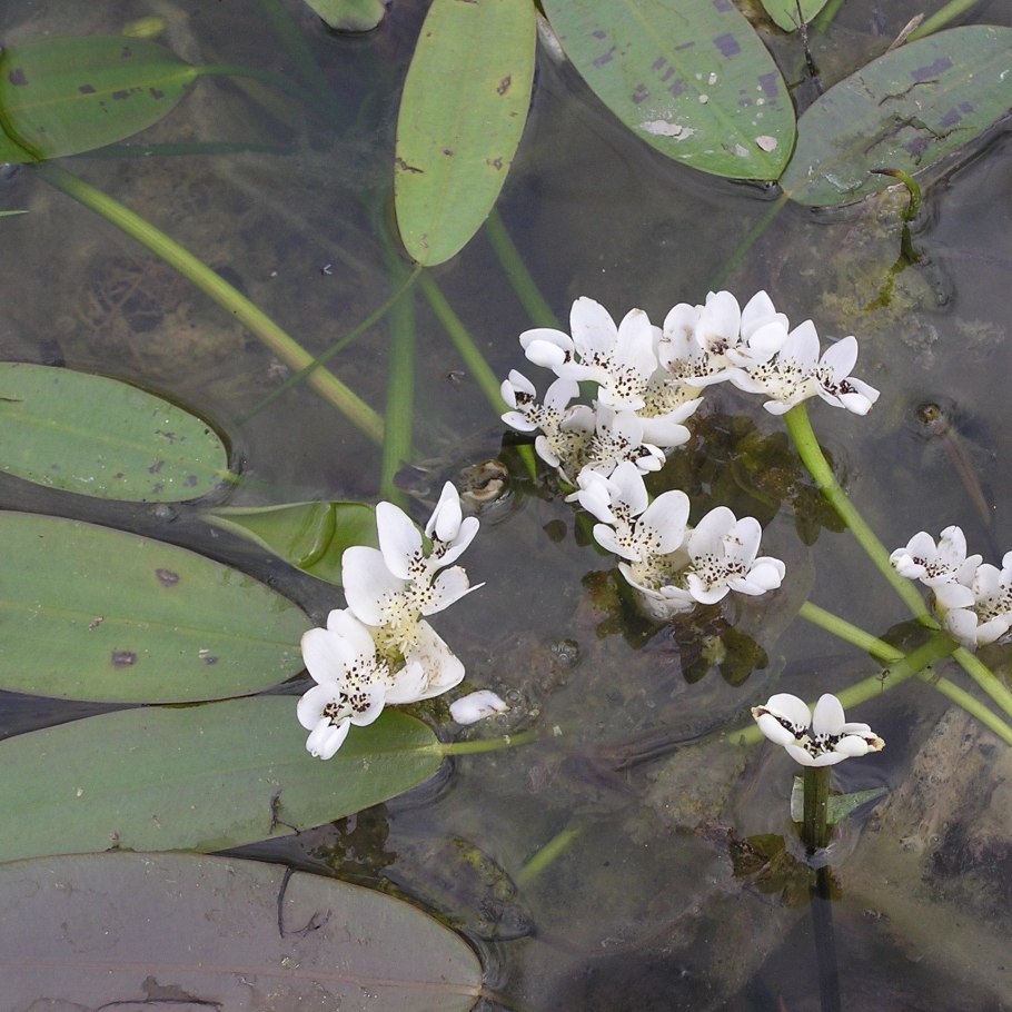 Aponogeton distachyos