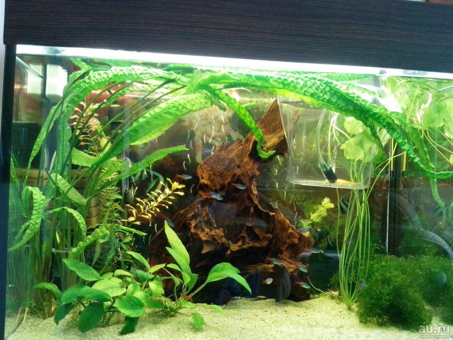 Апоногетон живородящий