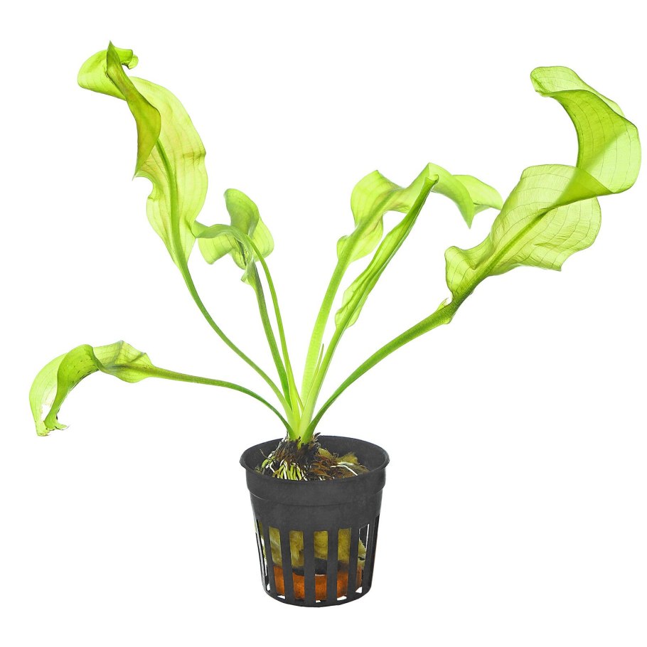 Echinodorus amazonicus