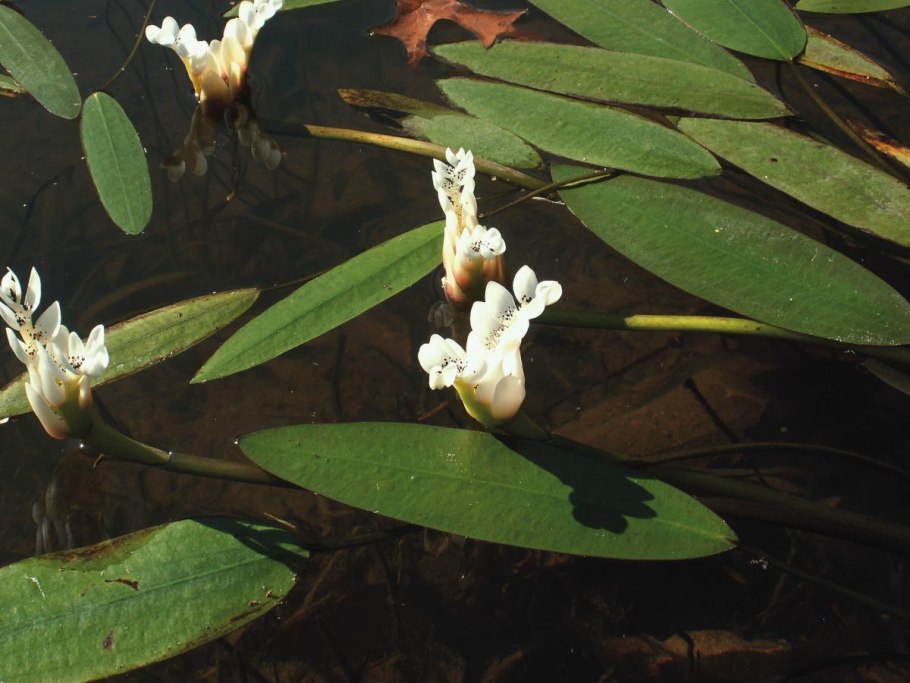 Aponogeton distachyos