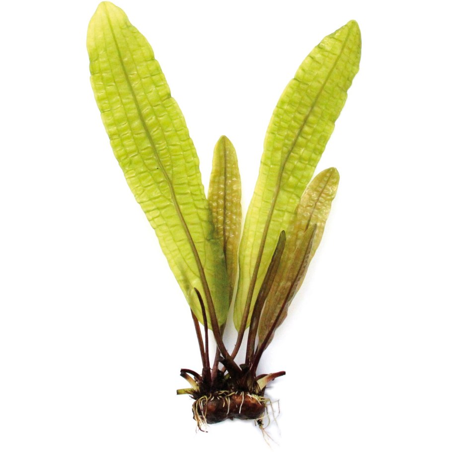 Aponogeton distachyos