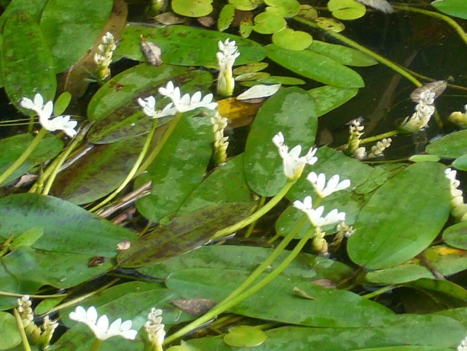 Aponogeton distachyos