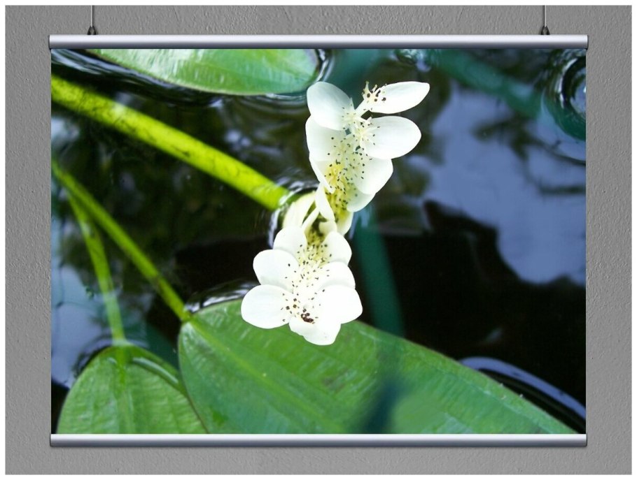 Апоногетон мадагаскарский (хенкеля)