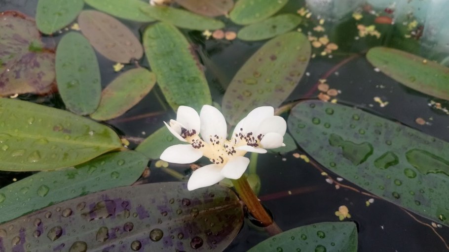 Апоногетон в пруду