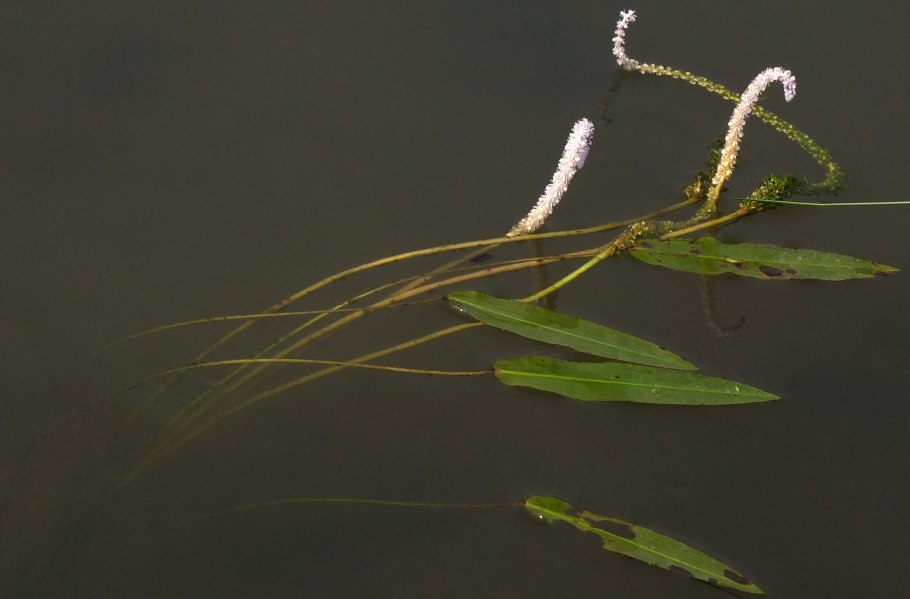 Aponogeton distachyos