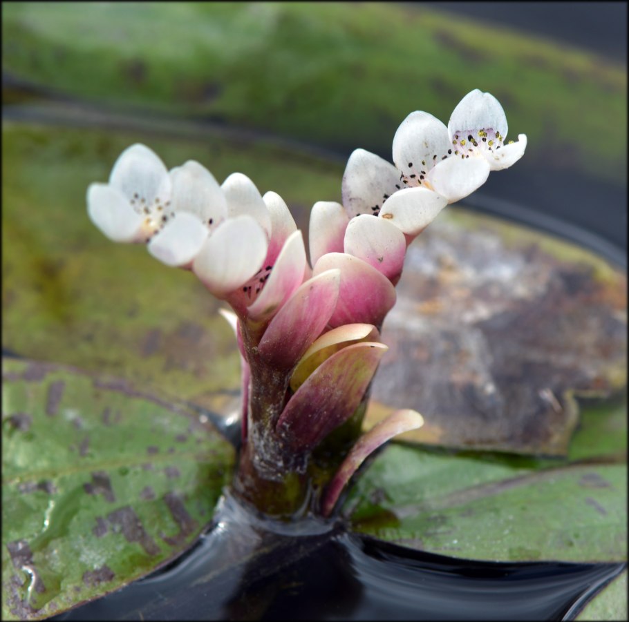 +Aponogeton +abyssinicus