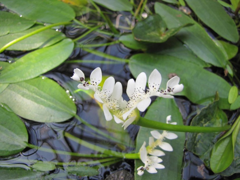 Aponogeton distachyos