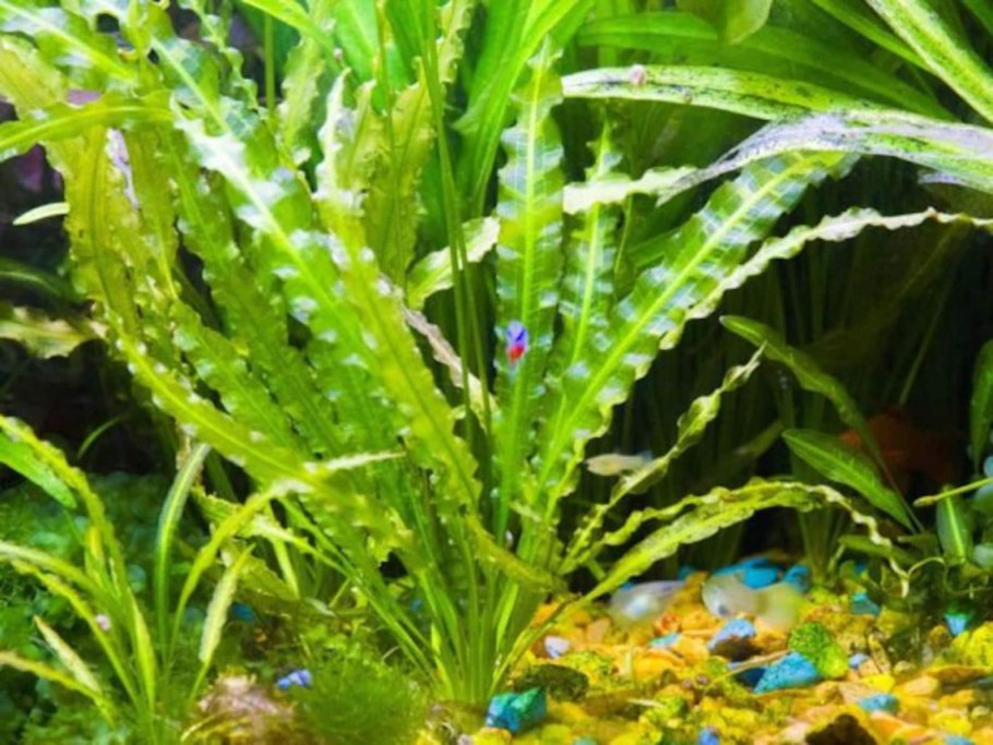 Апоногетон аквариумное растение