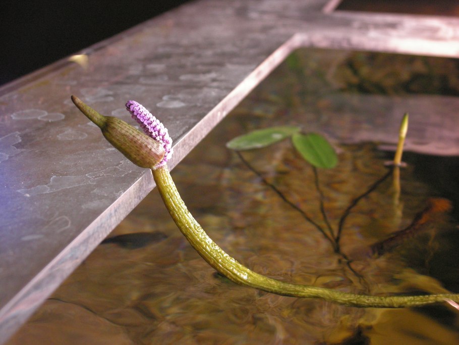 Аквариумное растение