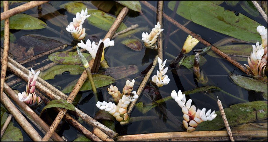 Апоногетон ульвацеус