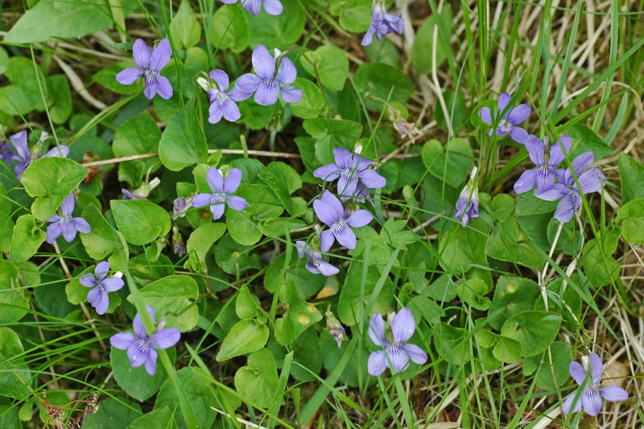 Фиалка собачья (Viola Canina l.)