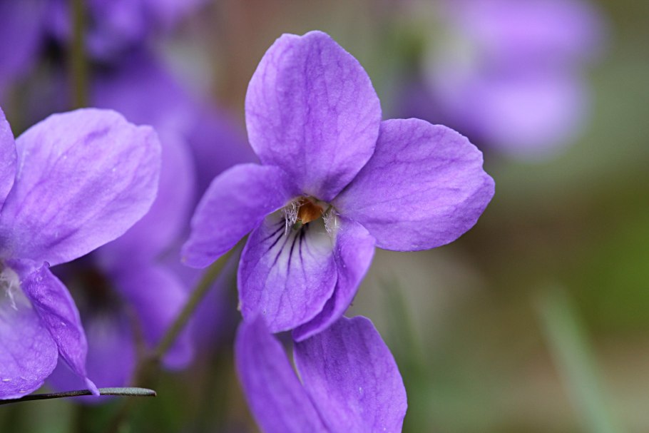 Фиалка собачья ядовитая или нет