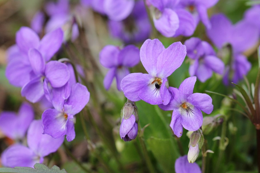 Фиалка собачья (Viola Canina l.)