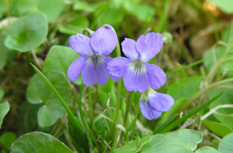 Фиалка собачья viola canina