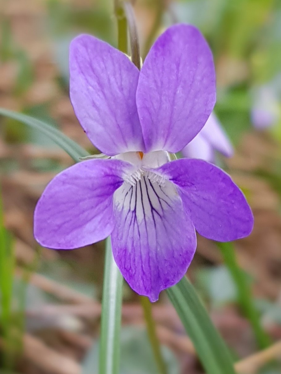 Фиалка Полевая Фармакогнозия