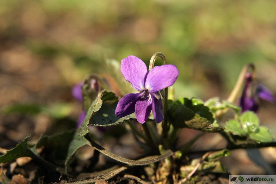 Фиалка собачья белая