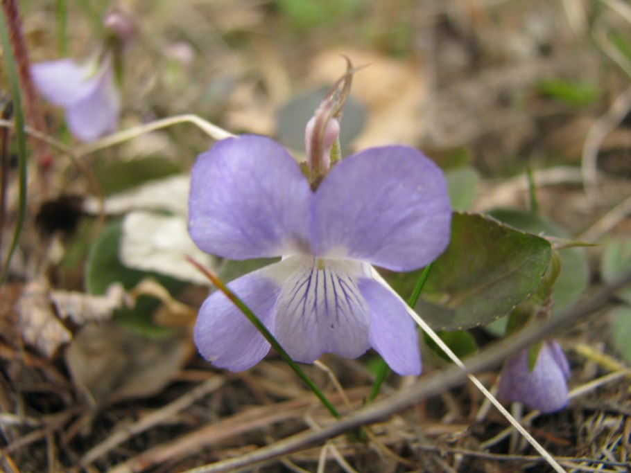 Фиалка крийская