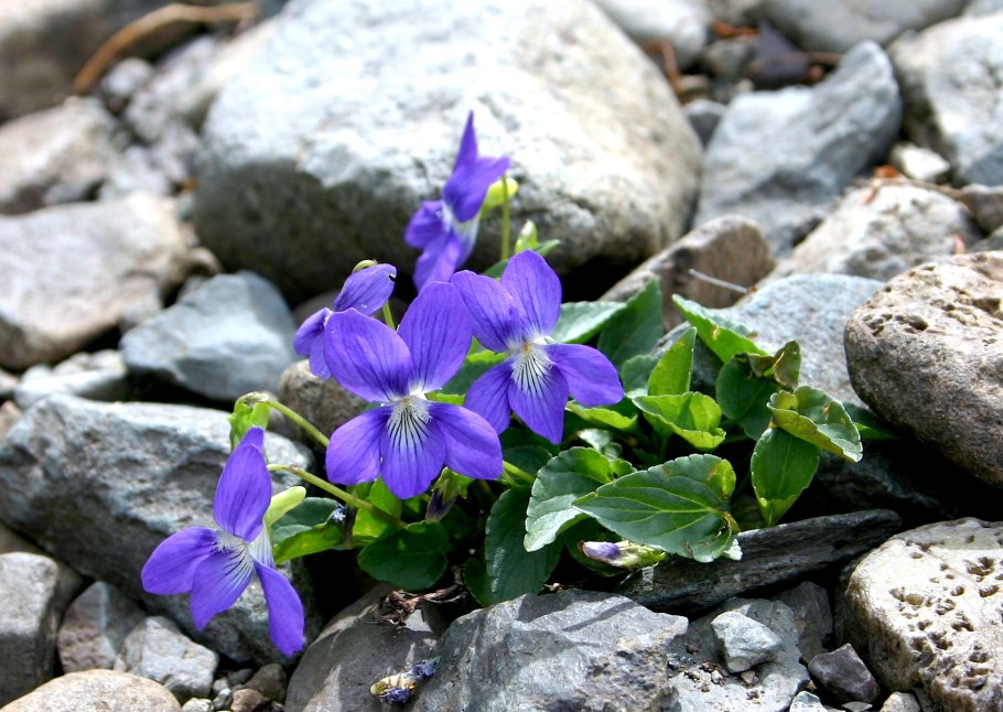 Лесная фиалка собачья