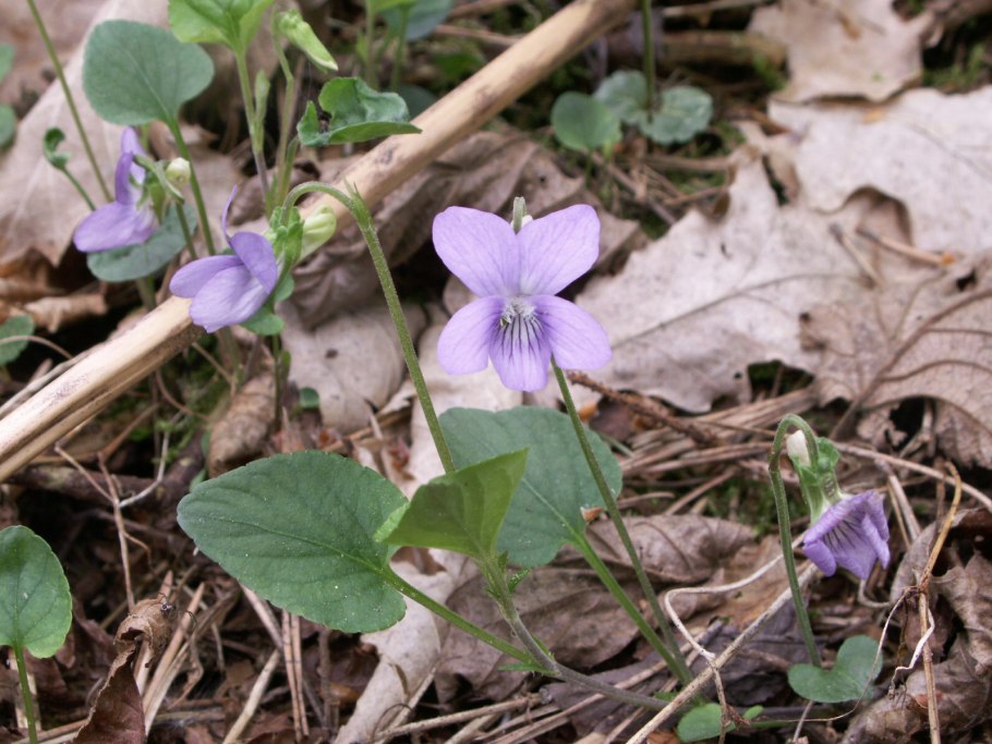 Viola reichenbachiana