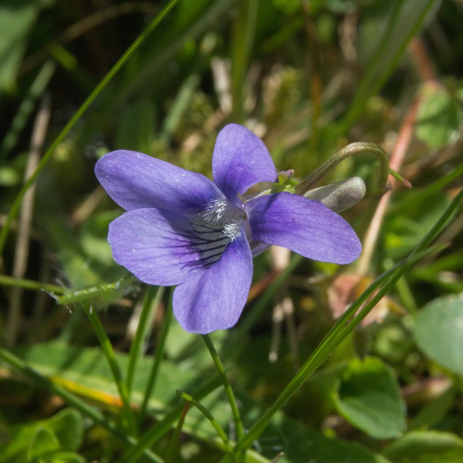 Skogsviol viola riviniana