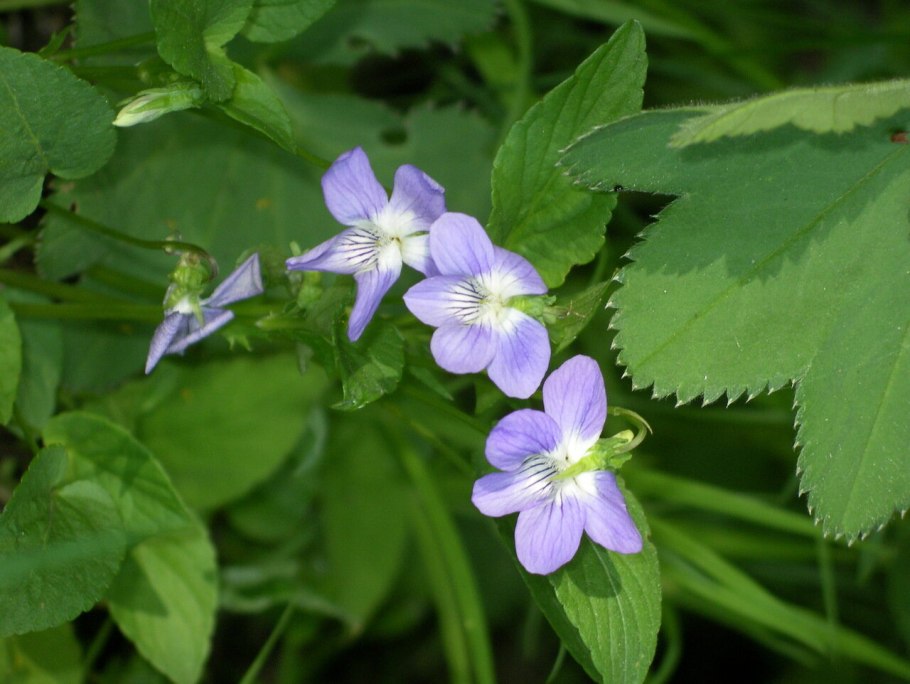 Лесная фиалка собачья
