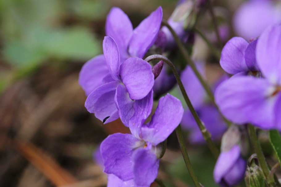 Viola Canina Ботанический рисунок