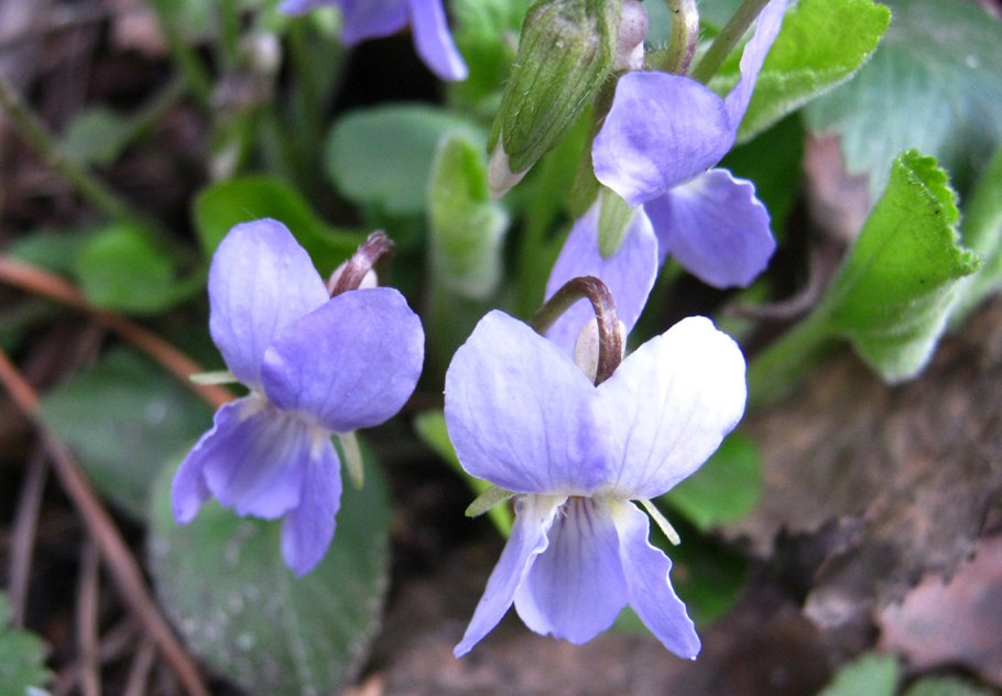 Фиалка лесная белая