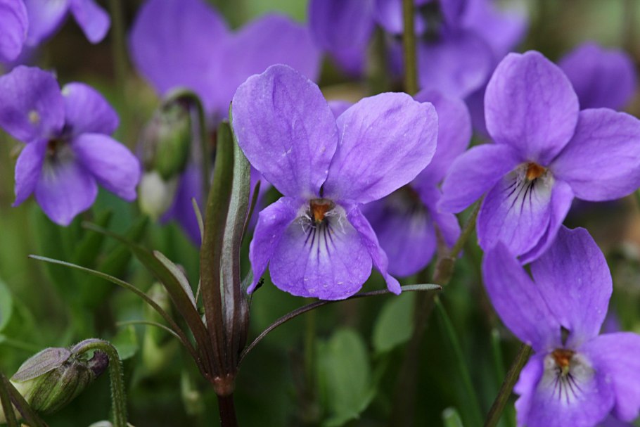 Фиалка Виола канина