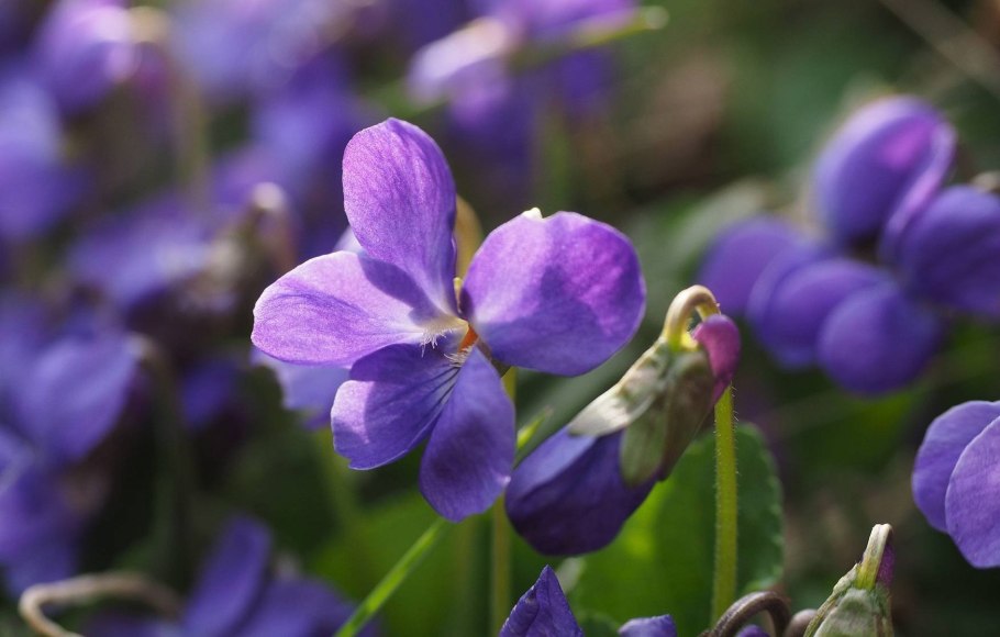 Фиалка лесная виола