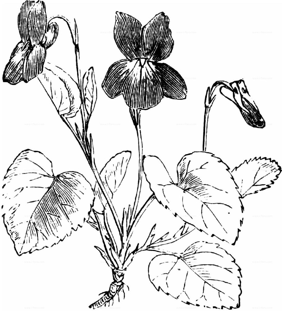 Фиалка надрезанная раскраска