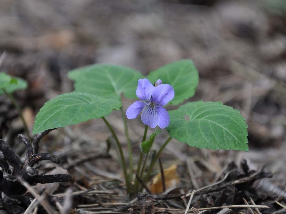 Фиалка селькирка