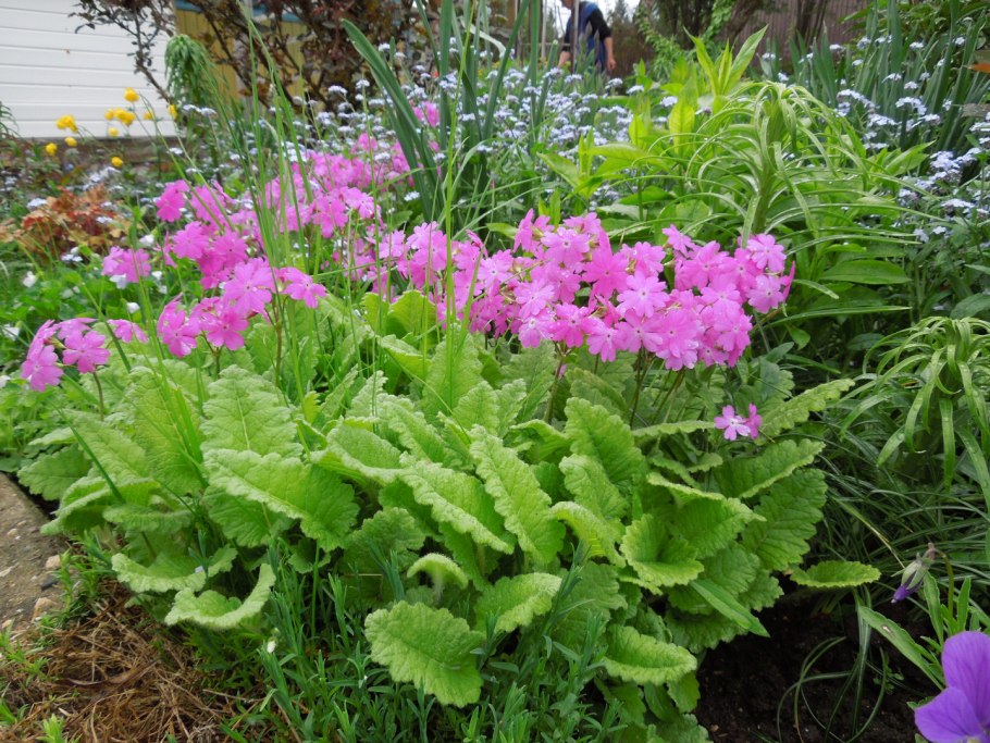 Примула кортузовидная