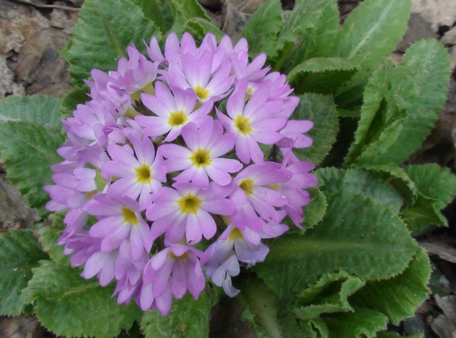 Примула Скальная