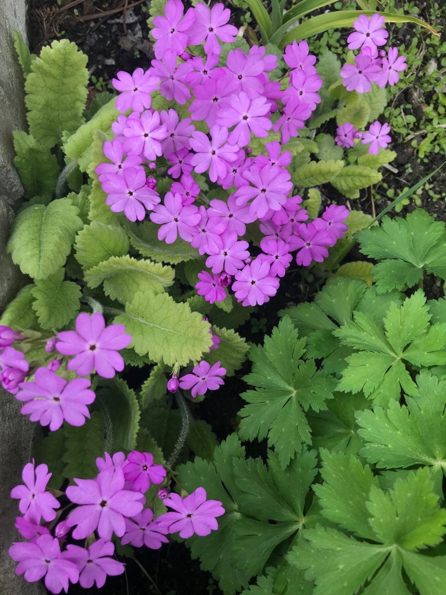 Примула кортузовидная