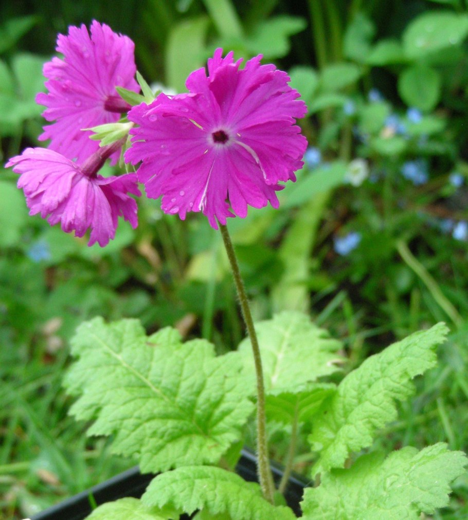 Примула кортузовидная