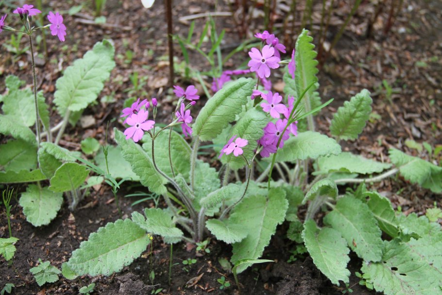 Примула Зибольда