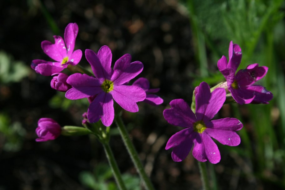 Примула кортузовидная